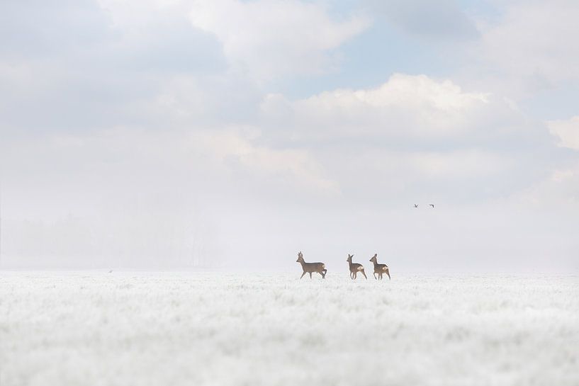 chevreuil dans la neige par foto rodenboog