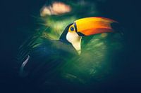 Toucan's Spiel der Farben