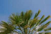 Palmiers contre ciel : un arc de beauté naturelle