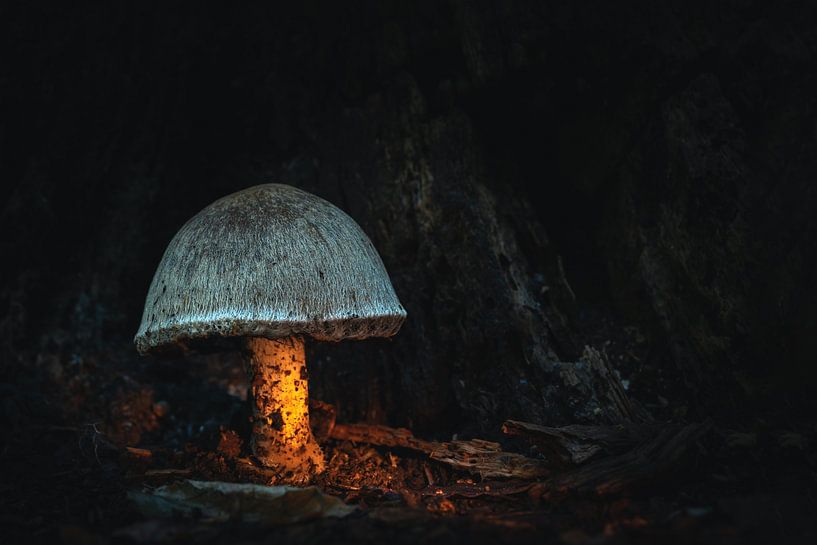 Mushroom in the dark by Jolanda Aalbers