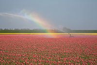Tulpenveld in bloei met regenboog in Callantsoog