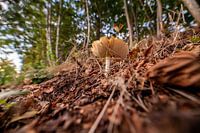 Ein Fliegenpilz von unten