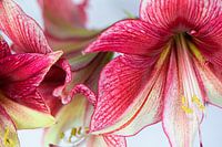 Amaryllis Macro