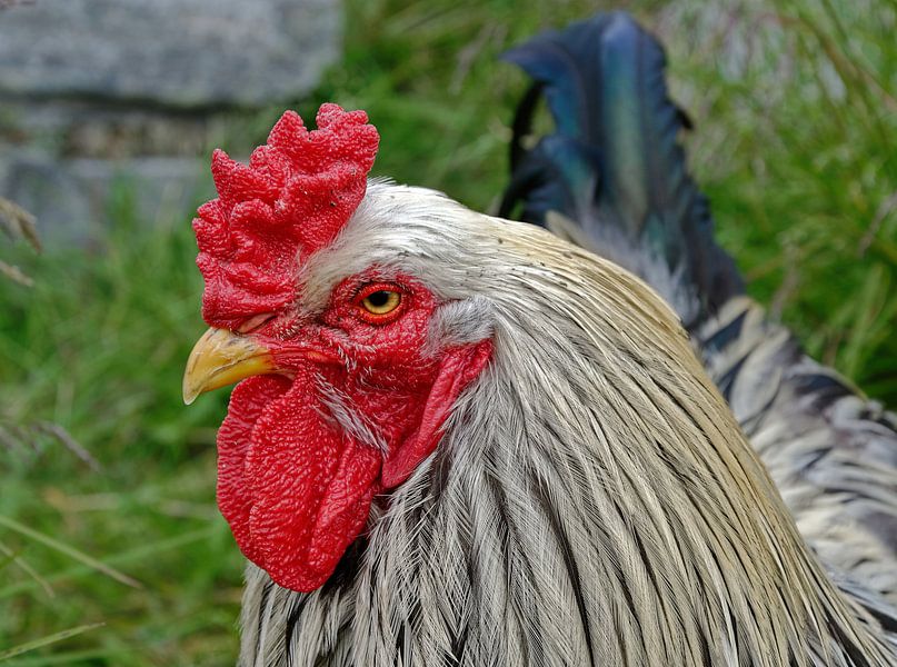 Hahn van Michael Schreier