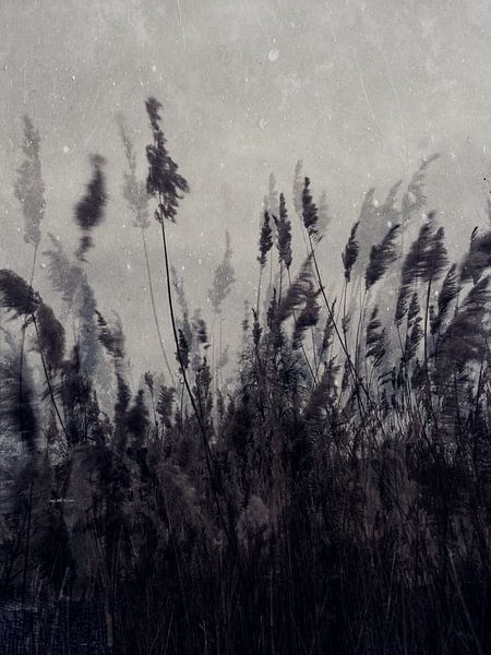 Wogendes Schilf in den Niederlanden von Imaginative