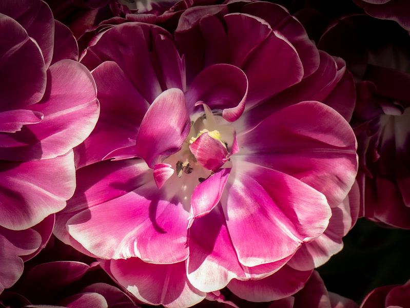 Tulips at the Keukenhof by Matthijs Noordeloos