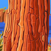 Pine tree on the Mediterranean