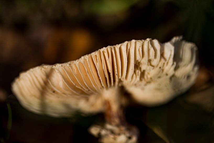 Pilz #001 von Jan van den Broek 2BHAPPY4EVER