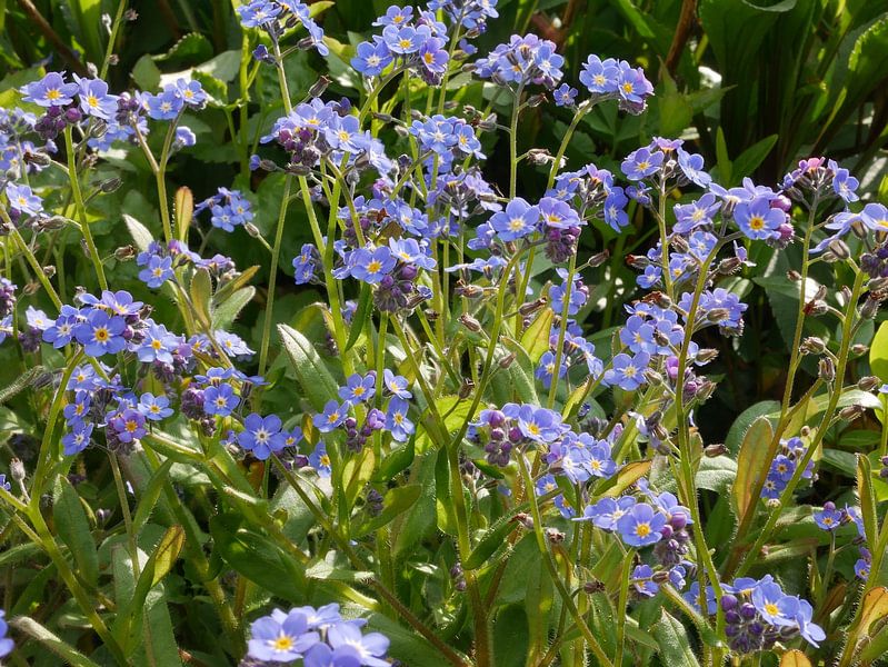 vergiss mich nicht von Wim vd Neut