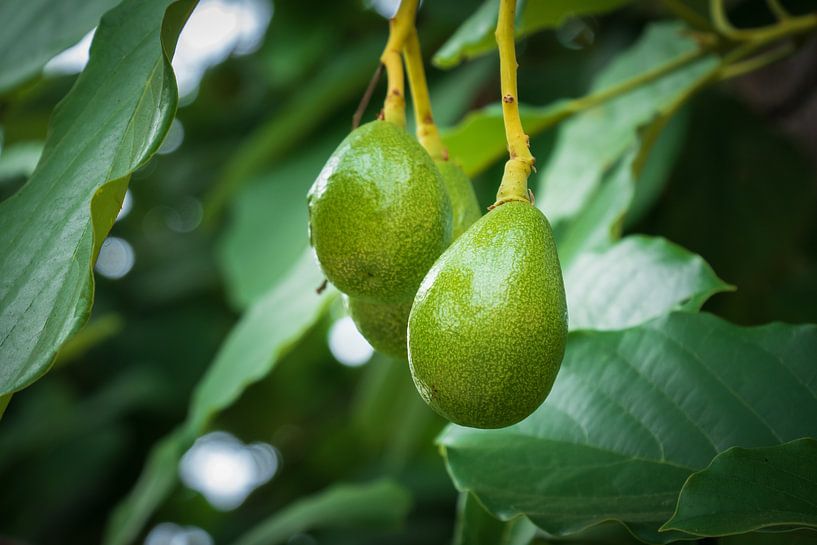 Avocado Dreams – Frucht des Lebens aus Mexiko von NZME Photography