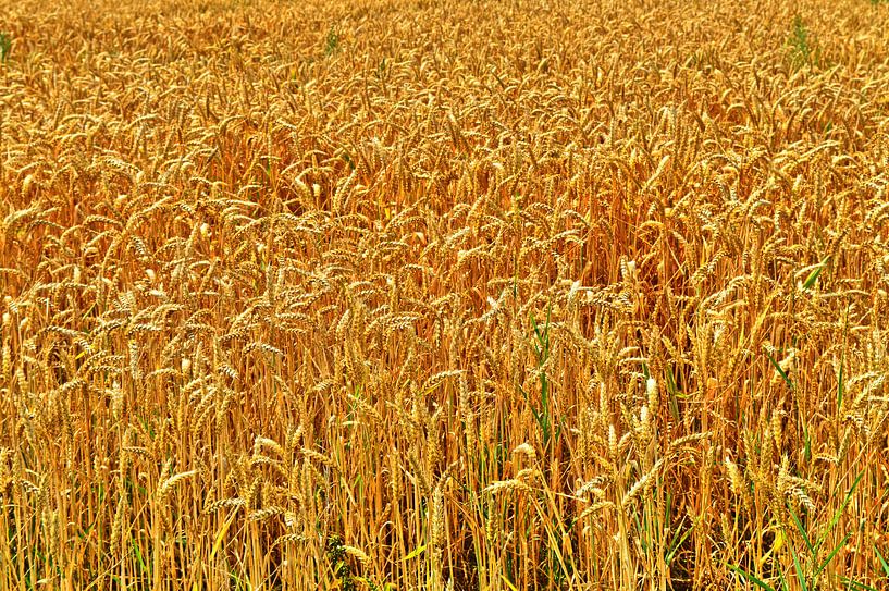 Goldgelb von Edgar Schermaul