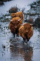 Les Scottish Highlanders dans le Biesbosch