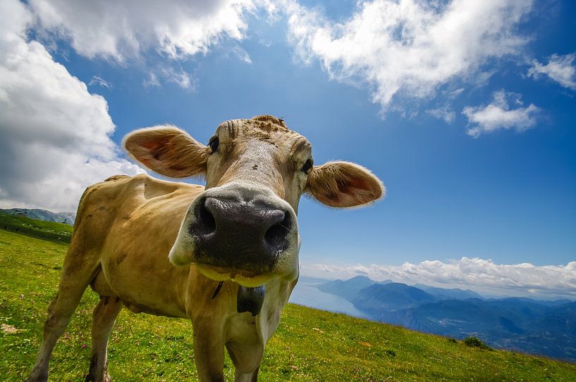 Happy cow by Denis Feiner