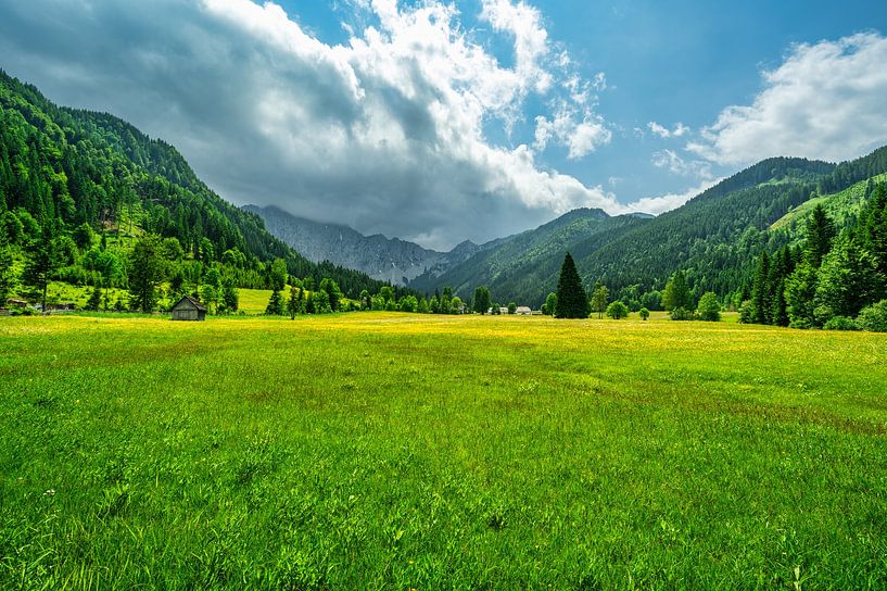 Ein Blick auf eine Märchenwiese bei Ferlach von Andreas Völkel