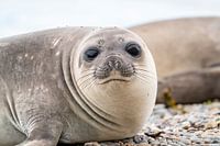 Un jeune éléphant de mer mignon