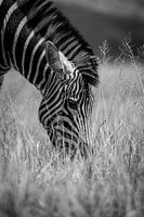 Zebra black and white