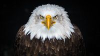 Portrait of a bald eagle