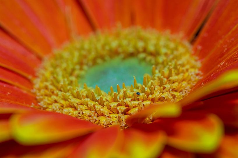 Orangefarbene Blume (Gerbera) aus der Nähe. von Gianni Argese