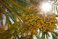 Palmboom met vruchten