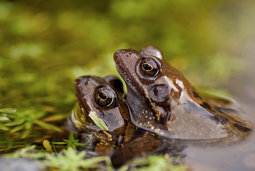 Frühlingsgefühle mit den Fröschen von Birgitte Bergman