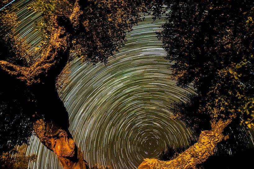 Sternspuren der Milchstraße im November mit Baum. von Hans Hut