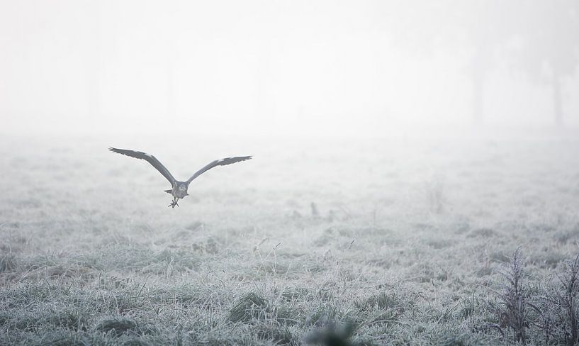 Héron bleu en hiver par Danny Slijfer Natuurfotografie