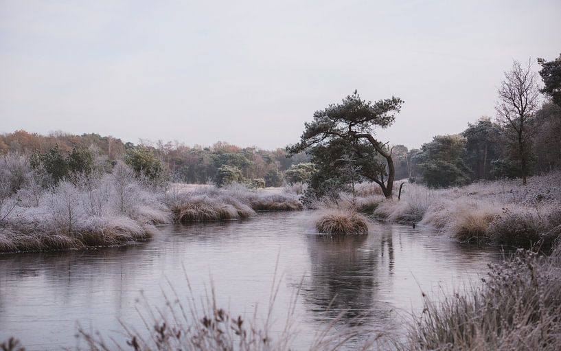 Winterlandschaft mit Eis auf dem Moor der Patersmoer bei Strijbeek | Landschaftsfotografie von Merlijn Arina Photography