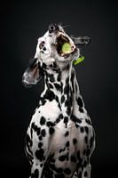 Dog with cucumber 2/3