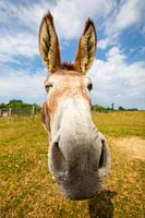 Épais clin d'oeil de l'âne Teun!