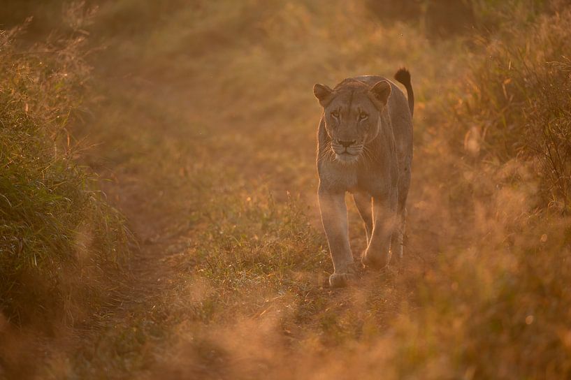 Sonnengeküsst von Marco Pozzi
