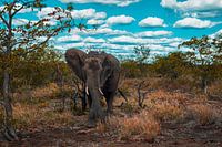 Olifant in de bush