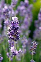 Lavendel