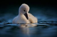 Donzy.nl - Junger Schwan vor einem dunklen Hintergrund.