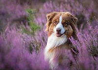 Australischer Schäferhund