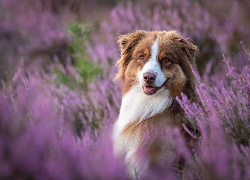 Australischer Schäferhund von Anke de Haan