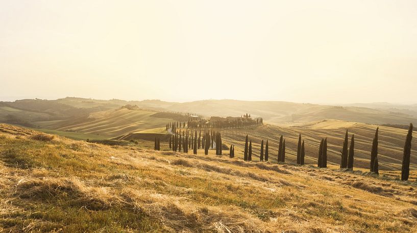 Beautiful Tuscan landscape with the famous country house and the country road surrounded by cypresse by Besa Art