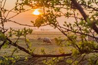 Sunrise in the Polder with sheep