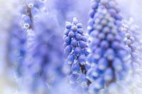 Purple flower - Different blue grapes sharp and blurred in the picture