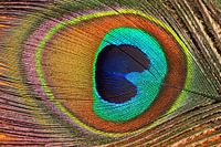 Plume de paon