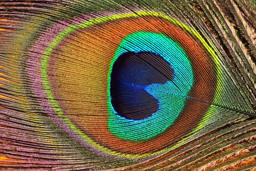 Pauwenveer van Jolanta Mayerberg