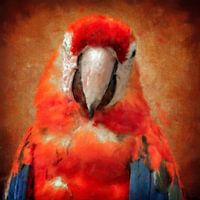 Le perroquet fait un clin d'oeil (art, peinture)