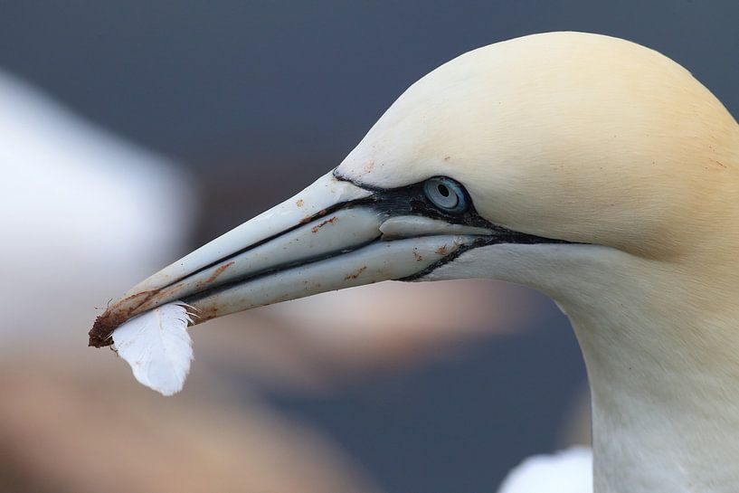 Fous de Bassan Île de Helgoland Allemagne par Frank Fichtmüller