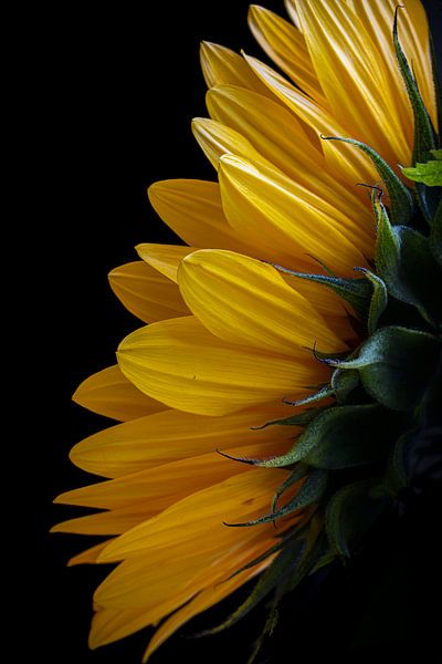 Sunflower by Laura Wubben