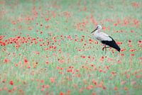 Ooievaar in klaprozenveld