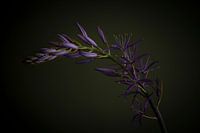 Camassia, dark mood