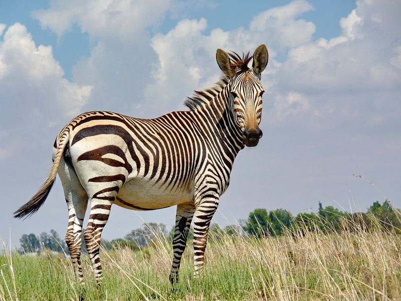Hartmanns Mountain Zebra Female by Barbara Fraatz