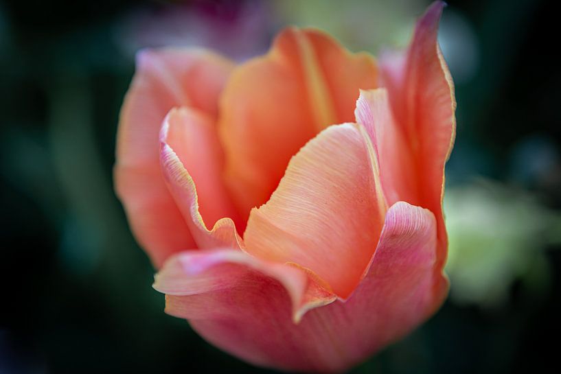 A proximité, vous pouvez voir tous les détails par Danique Habets