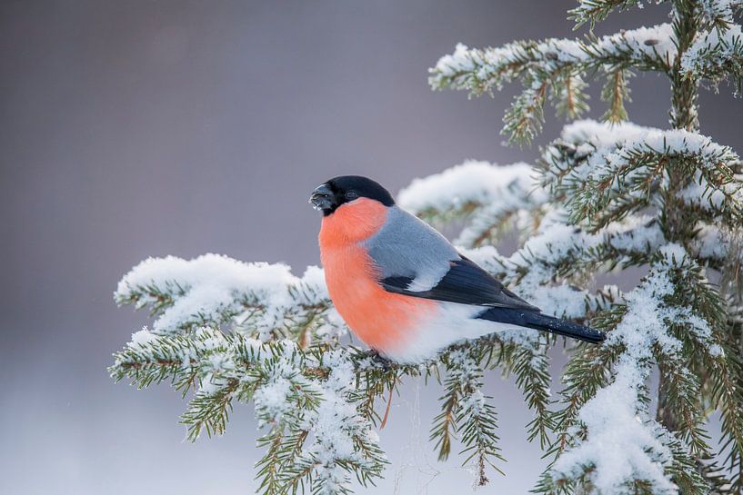 Gimpel, Gimpelgimpel von Gert Hilbink