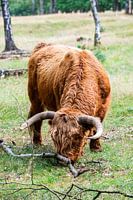 Schottischer Hochlandbewohner