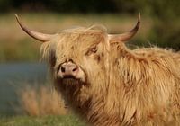 Highlander écossais